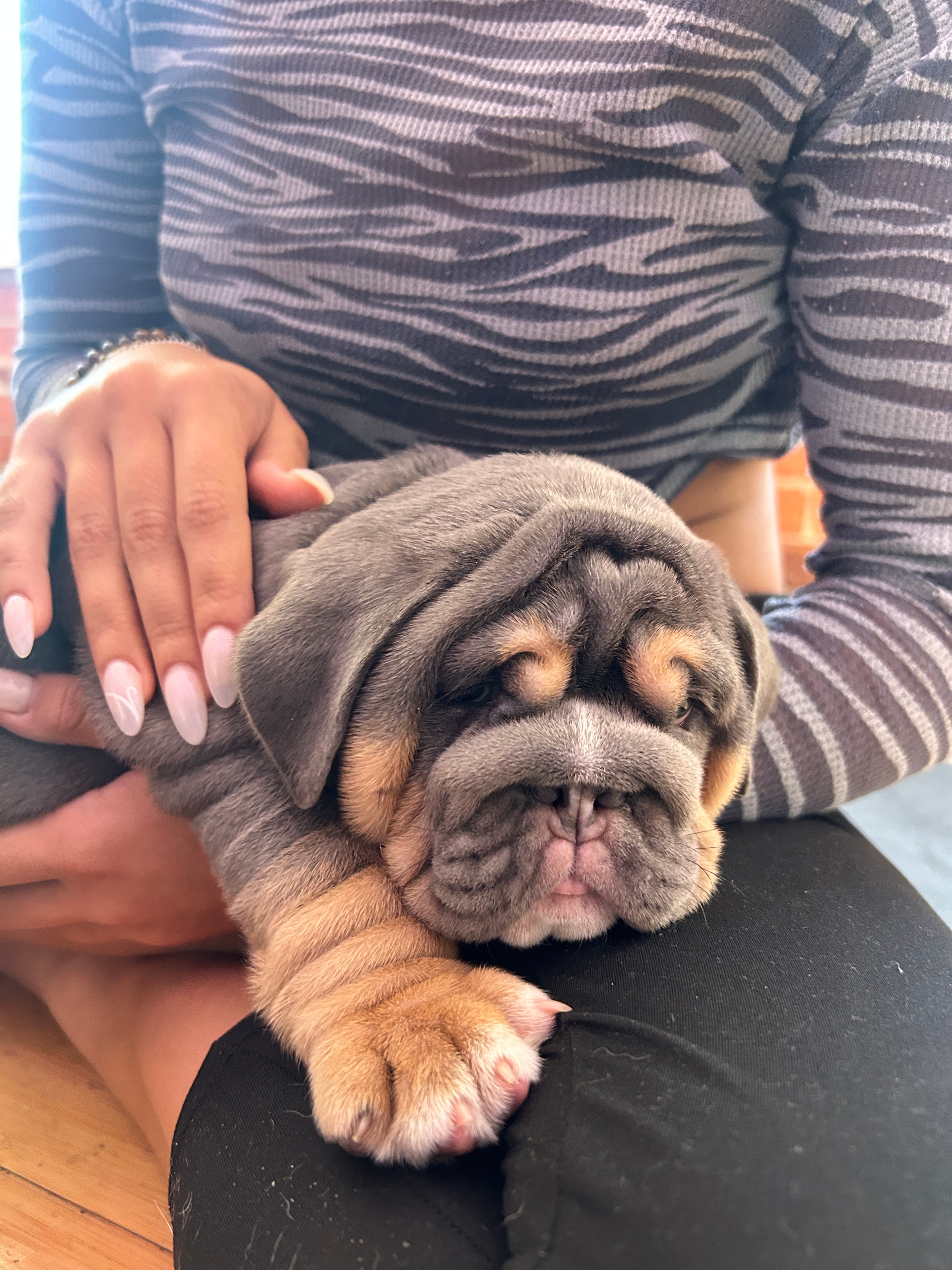 Puppy & Flow: The Adorable Puppy Yoga Experience in Los Angeles