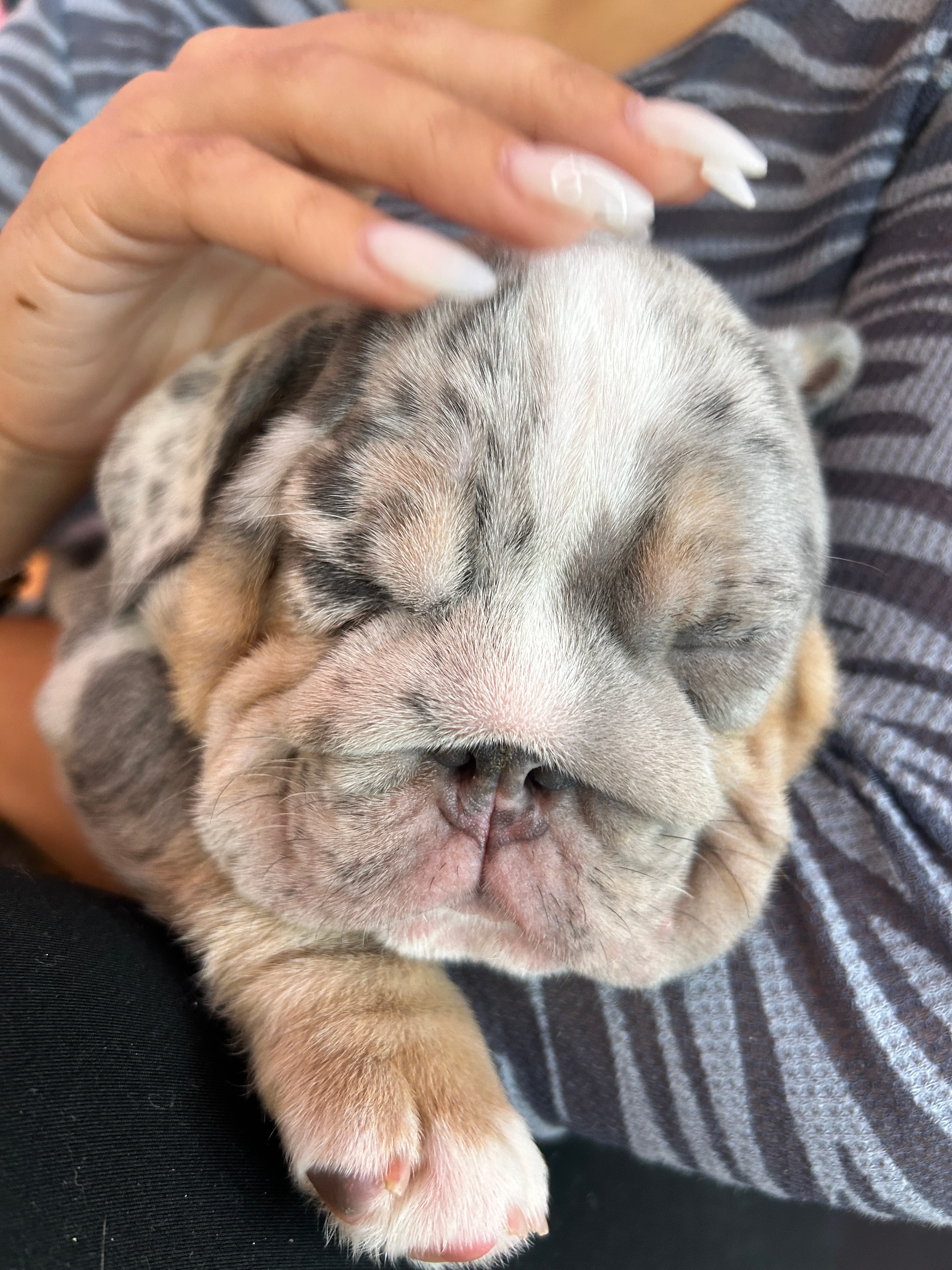 Puppy at Puppy & Flow in Westwood, Los Angeles.