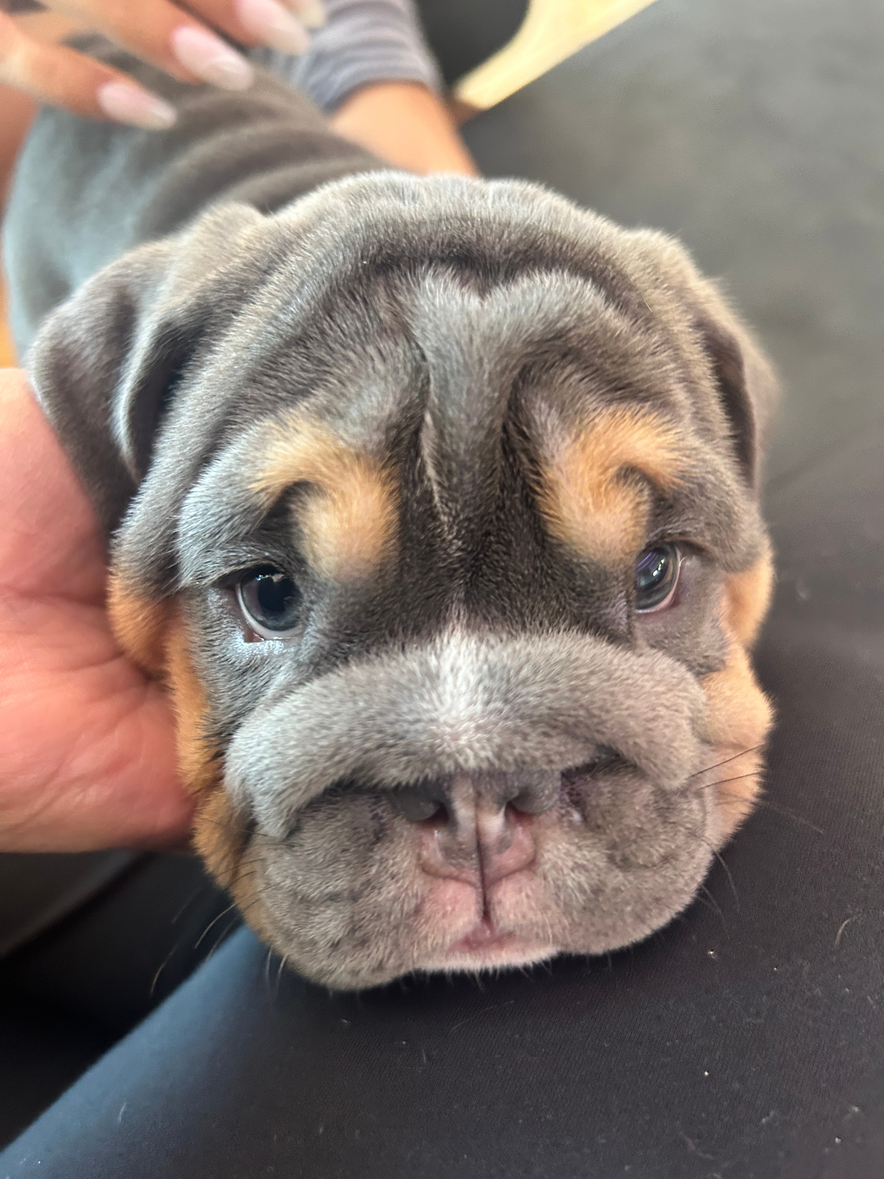 A bulldog puppy up close at Puppy & Flow, Los Angeles.